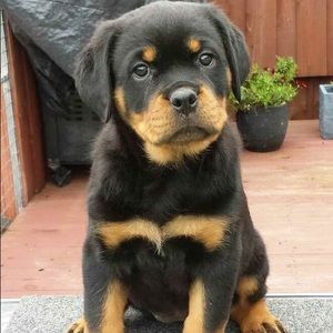 Meet your Posher, Edwin